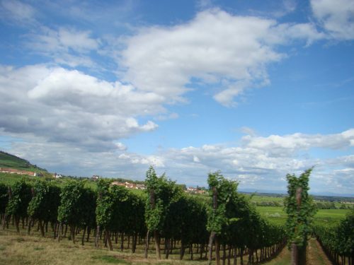 Le Refuge Alsace _  Route des vins_vignes