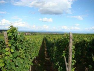 Route des vins Alsace (4)