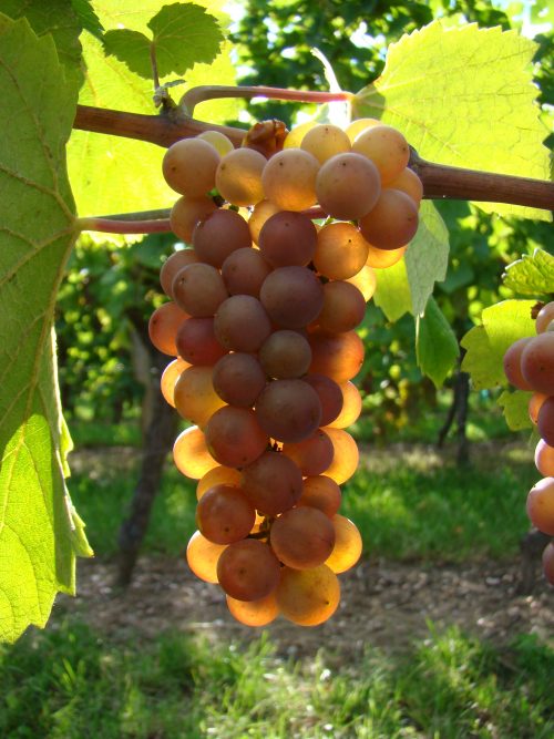 Route des vins Alsace : grappe de raisin