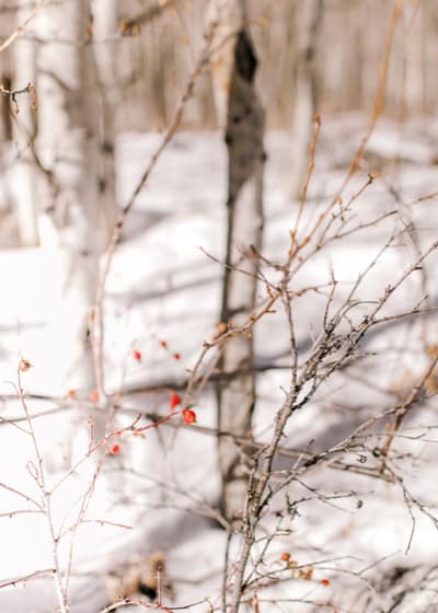 nature sous la neige -randonnées en forêt