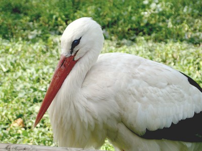 cigogne vacances alsace route des vins vignobles