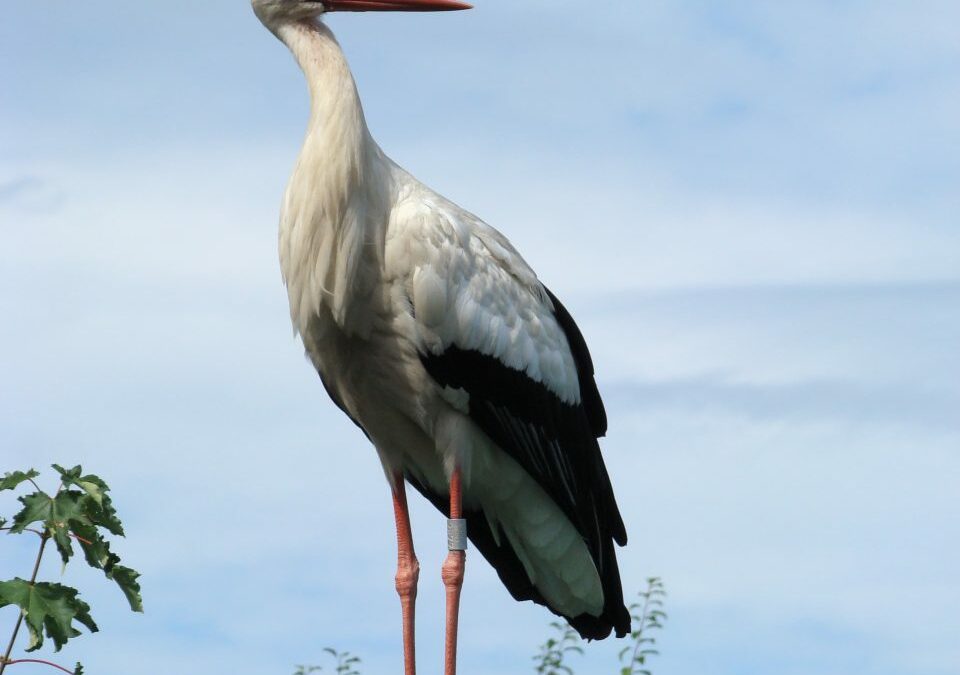 Cigogne Alsace