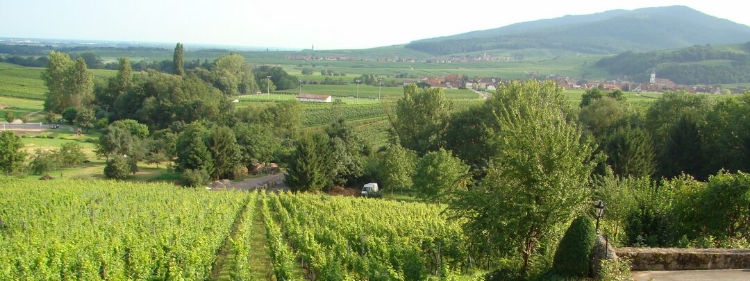 vignobles route des vins